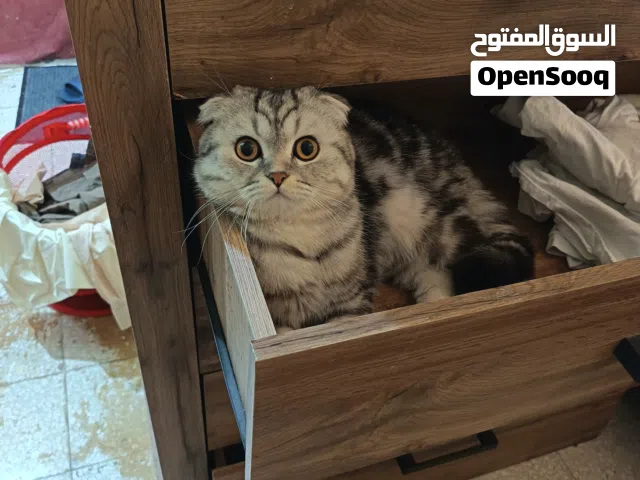 قط ذكر سكوتش فولد معقم وبحب اللعب يأكل دراي فود ووت فود ودجاج مسلوق