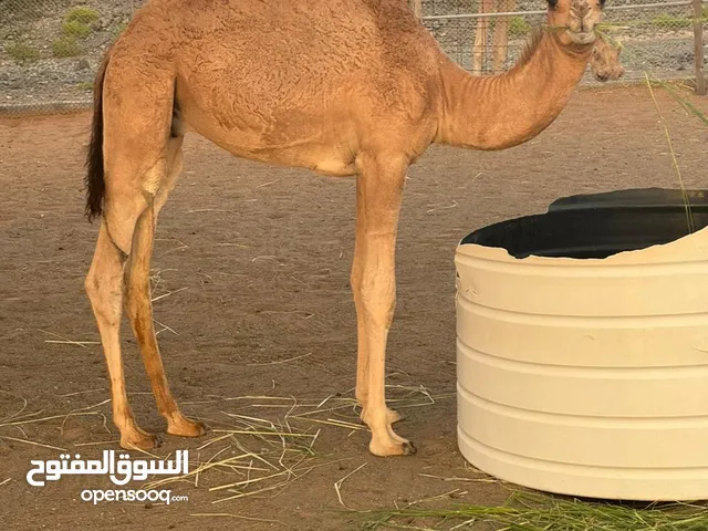 قعود مفطوم للبيع