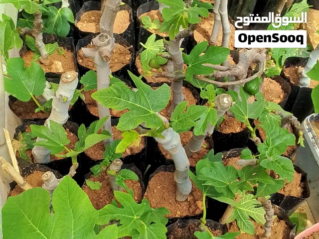 شتل تين زراقي ما شاء الله الحبه جامبو