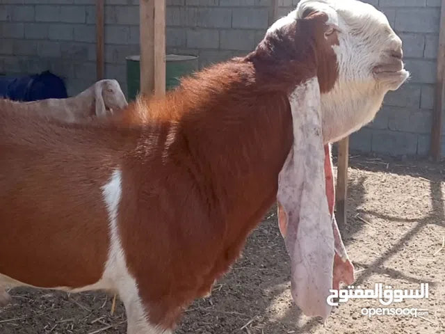 تيس حجازي مستوى عالي