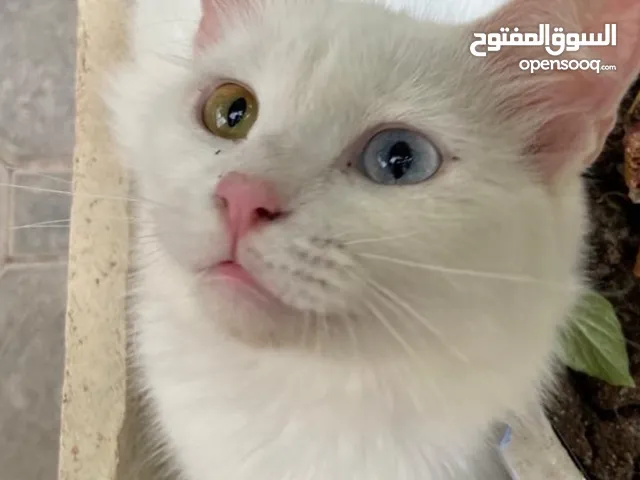 قطة انثى شيرازية للبيع بـ 90 ريال قابل للتفاوض