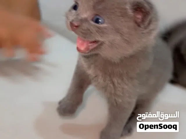 قط سكوتش فود
