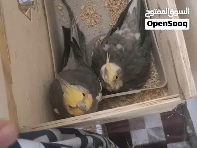سلام عليكم زوج كوكتيل شرط شرط الانتاج كلش نضيفات وحلوات الطيور