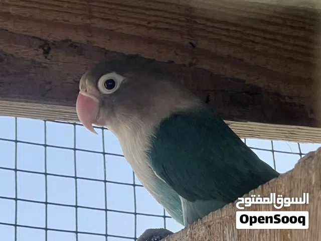 ذكر فيشر ازرق اقرأ الوصف