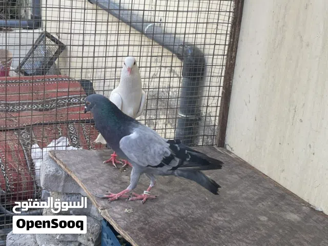 حمام قلم الموقع بدبد فنجاء لايوجد توصيل