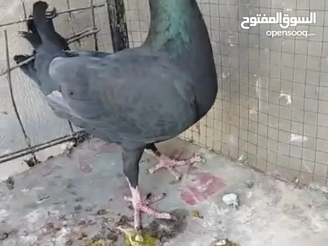 جوزين مراسليات وطيره نوريه وطيره مراسليه