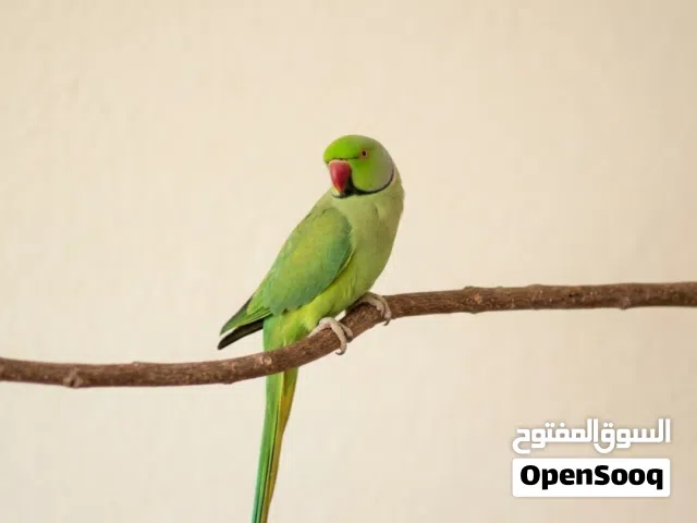 ببغاء دره هندي . قابل للتفاوض لببيع السريع