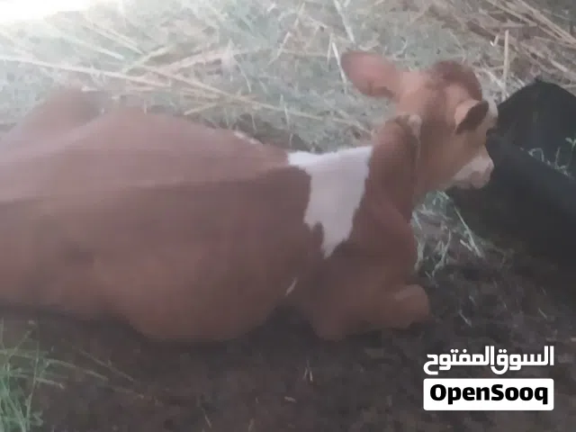 مطلوب بقرة حليب