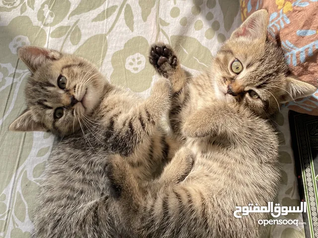 قطط ذكر وانثى سكوتش فولد و سكوتش استريت