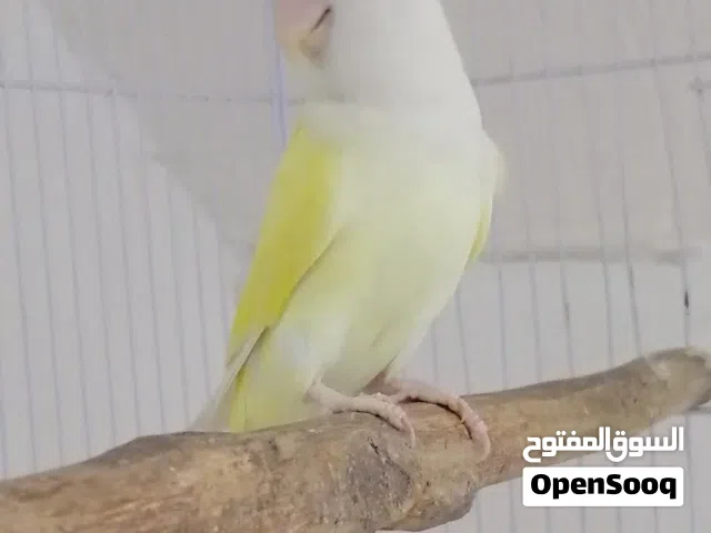غندور فحل جاهز للتزاوج بسعر مناسب اقرا الوصف