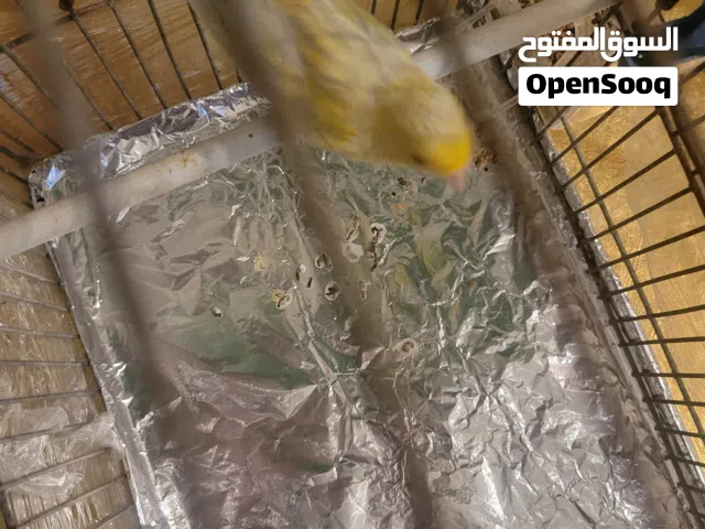 اغات ساتيني وانتايه
