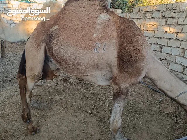 بسم الله ماشاء الله توكلت علي الله أبل أضاحي يعلفو قريب 3شهور السن.....( تنايا )