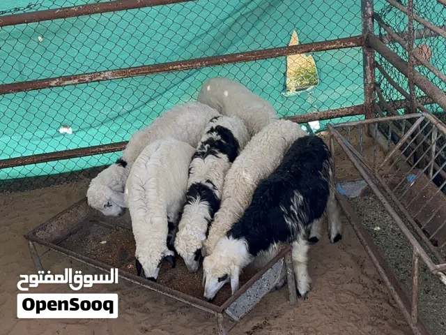 للبيع انثى نجدي مهجن اعمار 6 شهور+