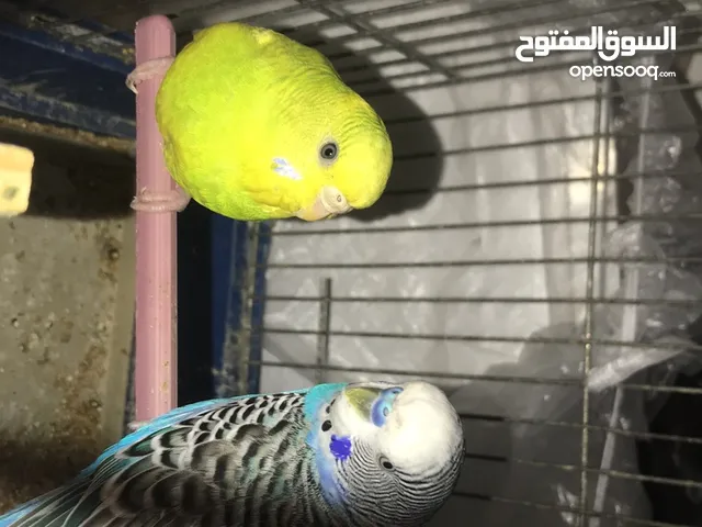 كوبية بقلينو رب يبارك والي يب يشر يكلم على الخاص وتحته 4دحيت