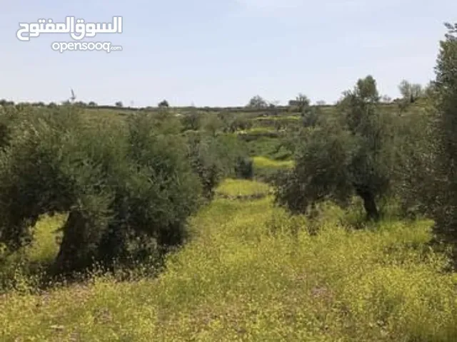Farm Land for Sale in Jerash Qafqafa