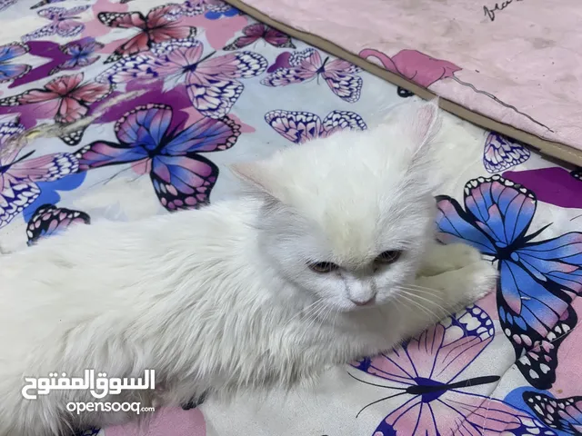 سلام عليكم قطه شيرازي للبيع هيه وابنها او مراوس