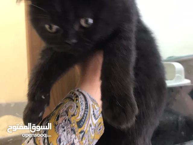 قطة سكوتش مكس بريتش فل بلاك