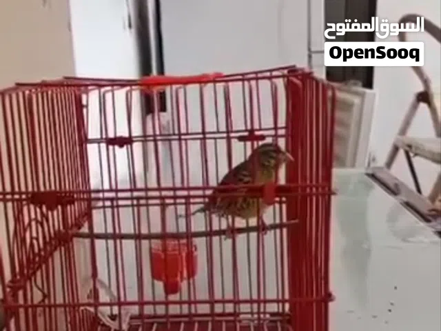 دكر سماريس متع حضيرة