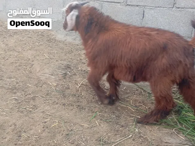 جدايه سمان تبارك الله عدد 2 اعمار 9   شهور وزياده الجدي الاحمر 90 والثاني والثاني الواحد على 85