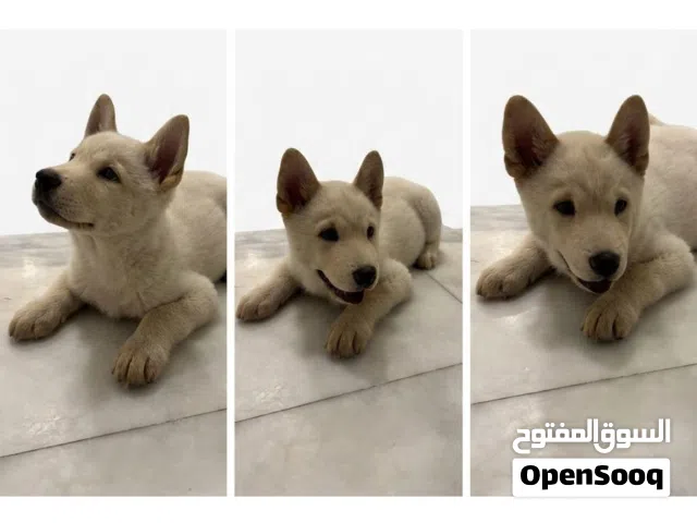akita puppy