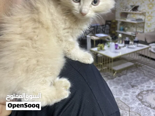 قطط شيرازيات للبيع