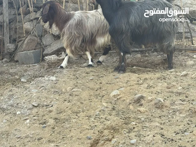 غنم ذبائح لبيع