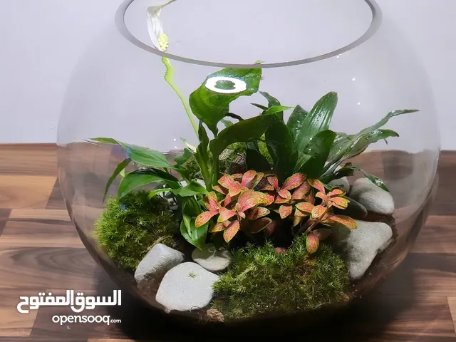 تيراريوم طبيعي