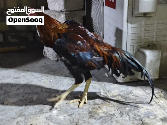 ديج هراتي اصيل للبيع