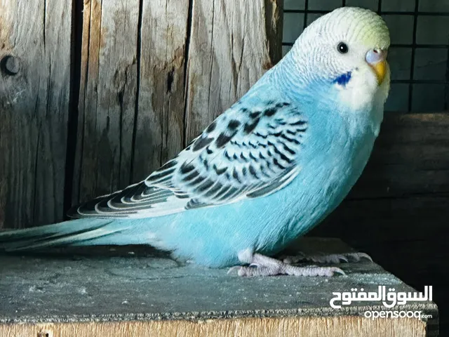طيور بادجي طفره رمبو