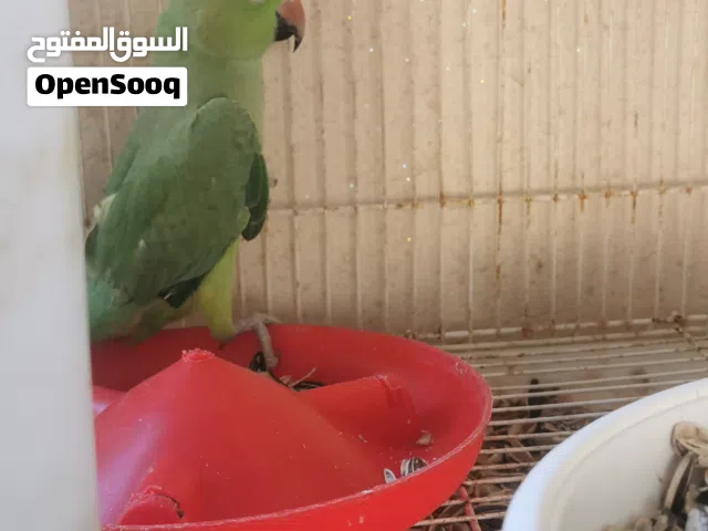 دره صغار 2 بيع او بدل  بما يناسب