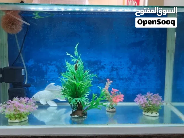 حوض صلب و محمي