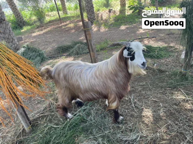 تيس البيع عمره اربع سنوات