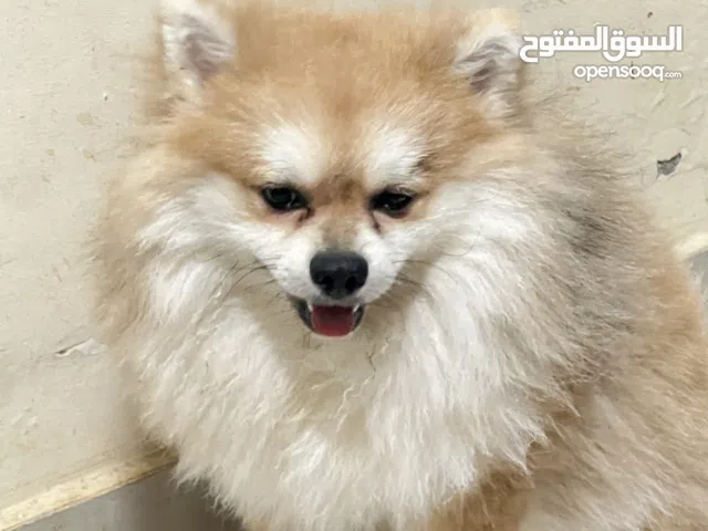 Adoption for pick up only