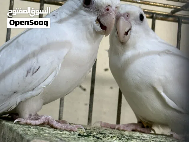 للبيع كوكتيل