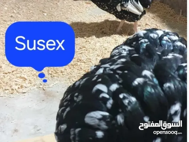 بسم الله ما شاء الله