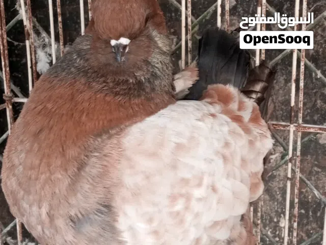 ذكر مينى مودينا