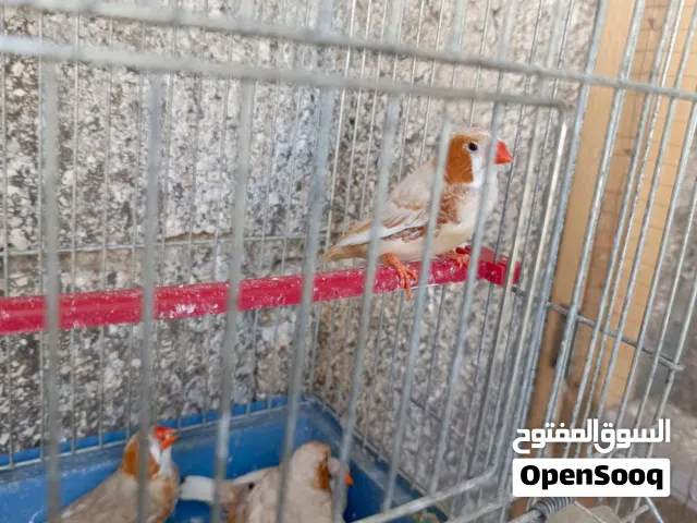 9فحول هاف اورنج