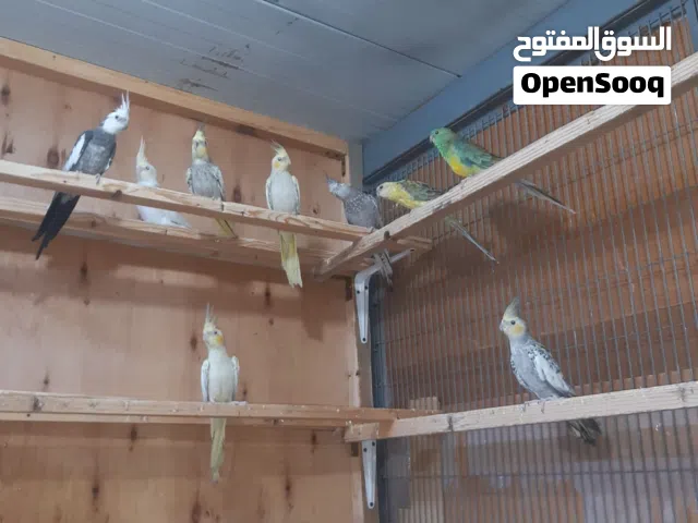 أقره الوصف مراوس