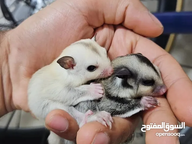 سنجاب شقر قلايدر رصاصي