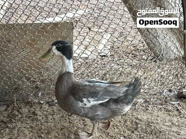 للبيع بط ذكر ماشاءالله ضخم وبصحه ممتازه