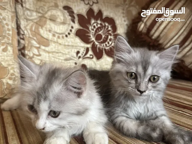 قطط شيرازية للبيع
