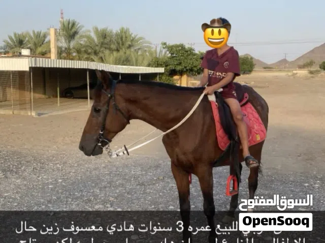 حصان عربي هادي