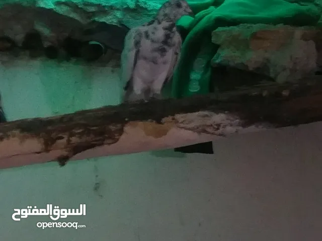 حمام تركي وباكستاني وزاجل