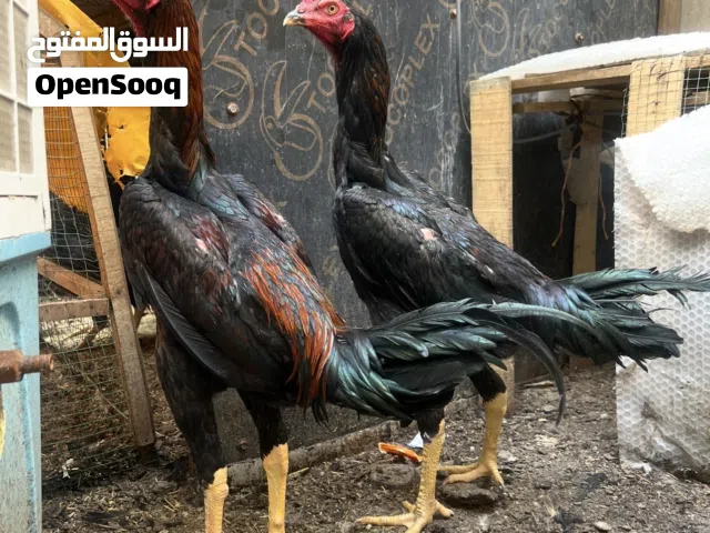 متاح ديوجة هراتية 2 عمرهم 6 اشهر من ام المانية واب تركي قياس خشن