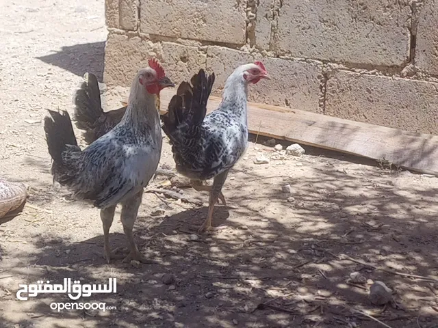 فرخات بلدي البيع