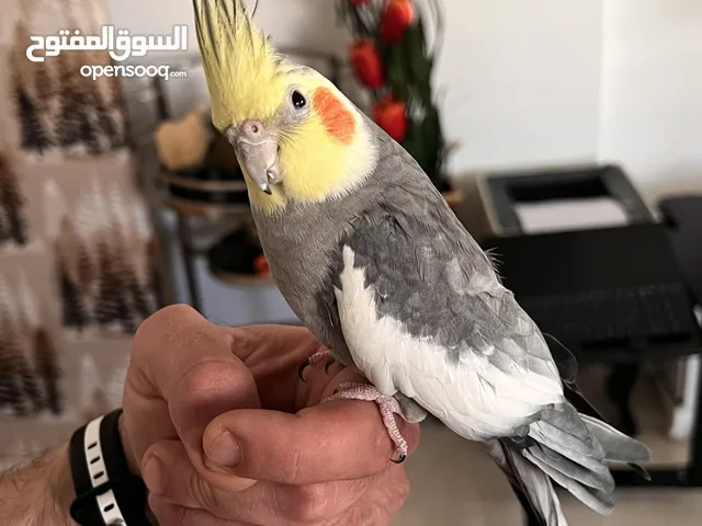 كوكتيل اليف للبيع