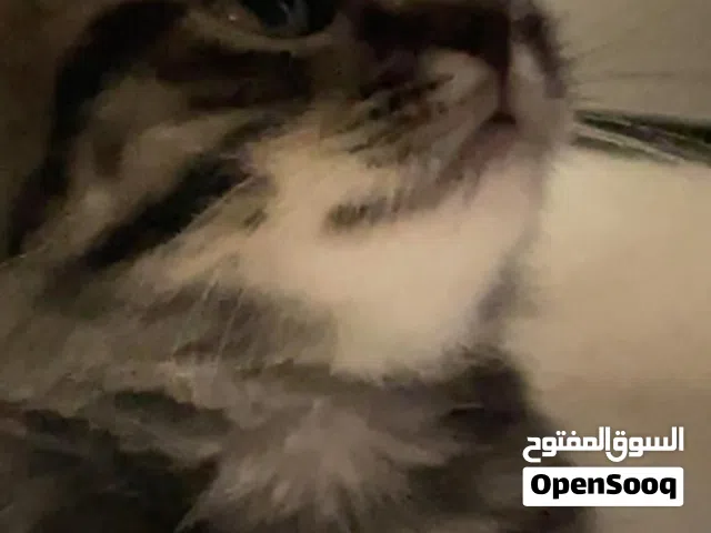 ذكر سكوتش ستريت عمره شهر ونص