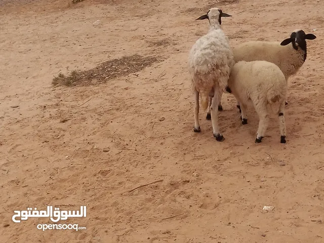 2نعاج للبيع اول جمع وعشارشهرين وتحتهم خروف و3فطايم
