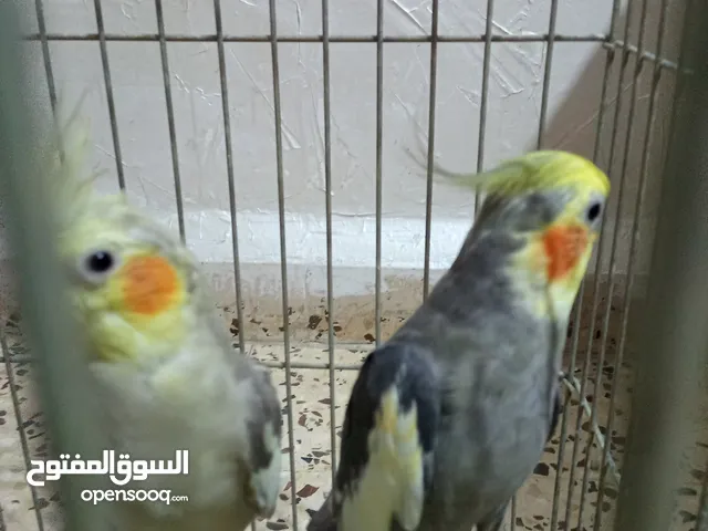 عصفير كوكتيل