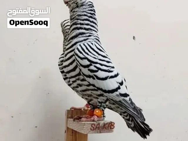 متاح تقريبا 10 جواز قصات نخب للبيع تكالجه زرق تكالجه سود مطبعات سود شخاشله حمر مزهورات صفر ذبابنه